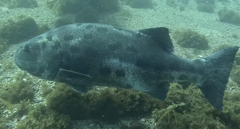 Scuba Life diving gallery — Southern California training and ocean dives (2)