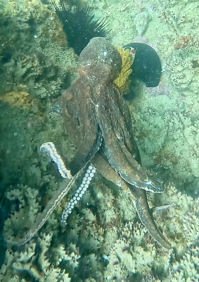 Scuba Life diving gallery — Southern California training and ocean dives (5)
