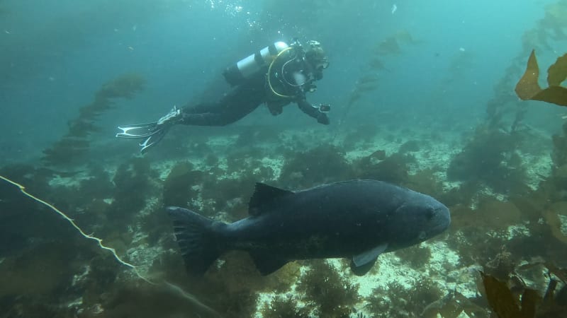 Scuba Life diving gallery — Southern California training and ocean dives (3)