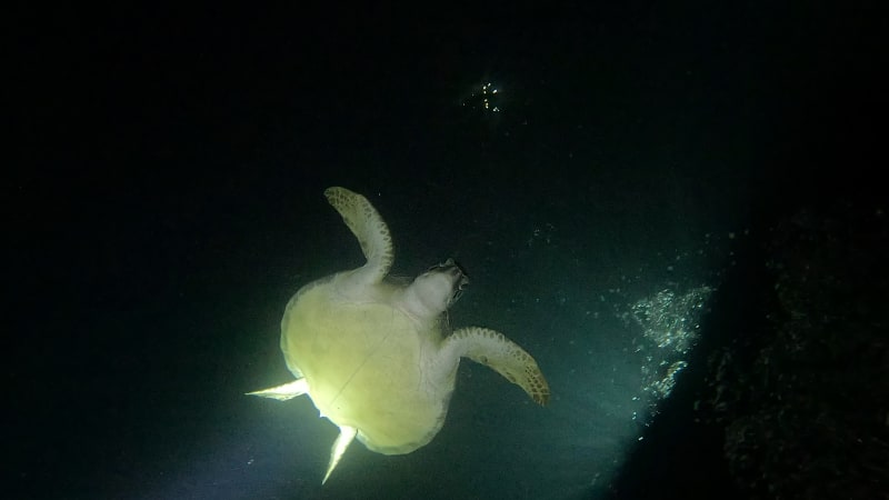 Scuba Life diving gallery — Southern California training and ocean dives (23)