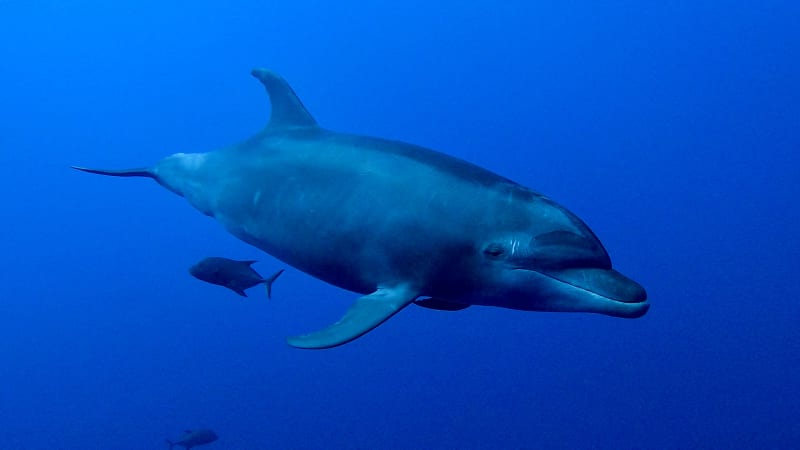 Scuba Life diving gallery — Southern California training and ocean dives (8)