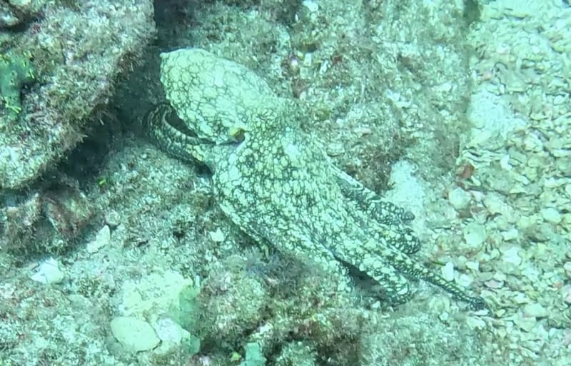 Scuba Life diving gallery — Southern California training and ocean dives (18)