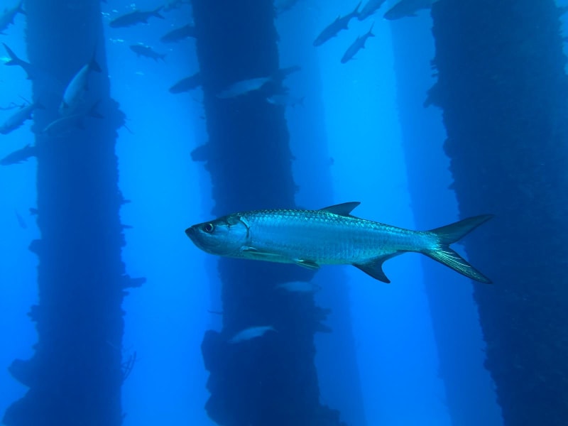 Scuba Life diving gallery — Southern California training and ocean dives (27)
