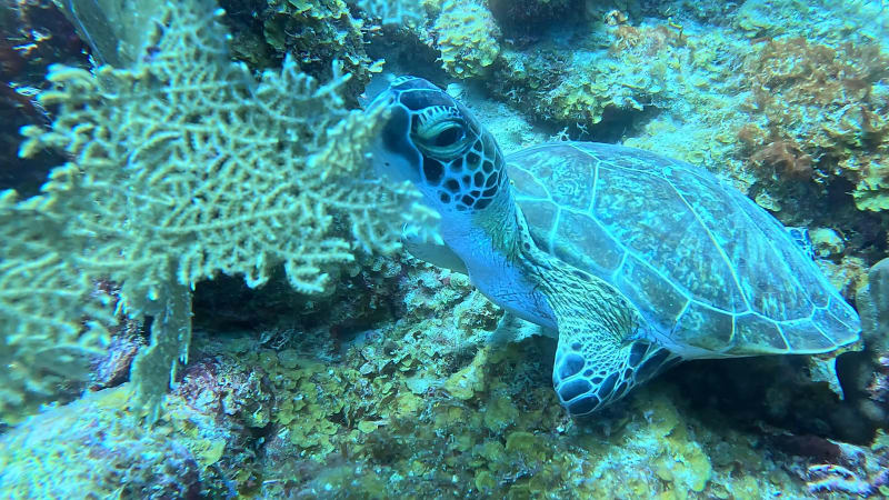 Scuba Life diving gallery — Southern California training and ocean dives (26)
