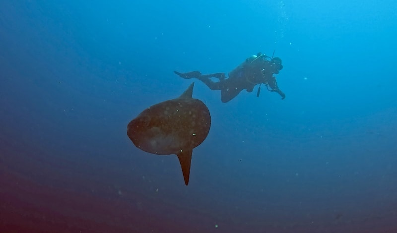 Scuba Life diving gallery — Southern California training and ocean dives (33)