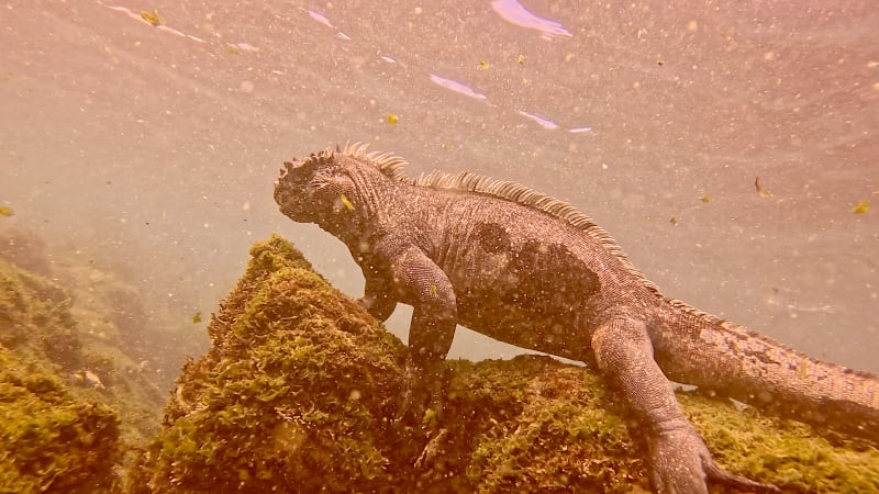 Scuba Life diving gallery — Southern California training and ocean dives (32)