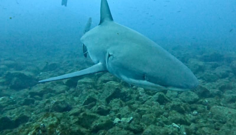Scuba Life diving gallery — Southern California training and ocean dives (17)