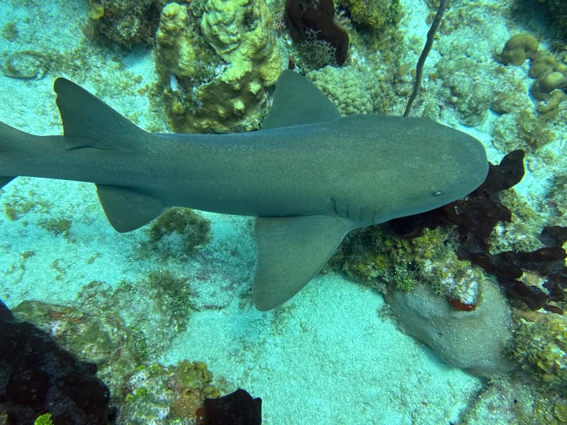 Scuba Life diving gallery — Southern California training and ocean dives (28)