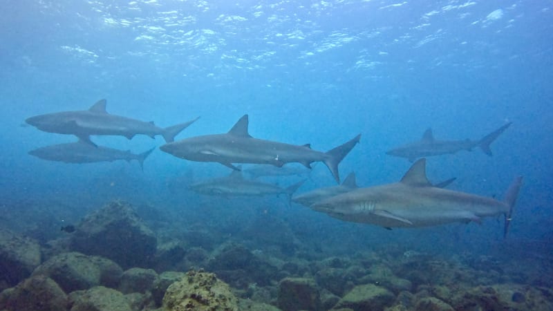 Scuba Life diving gallery — Southern California training and ocean dives (36)