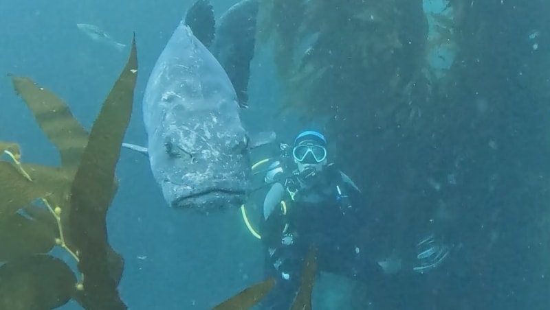 Scuba Life diving gallery — Southern California training and ocean dives (1)