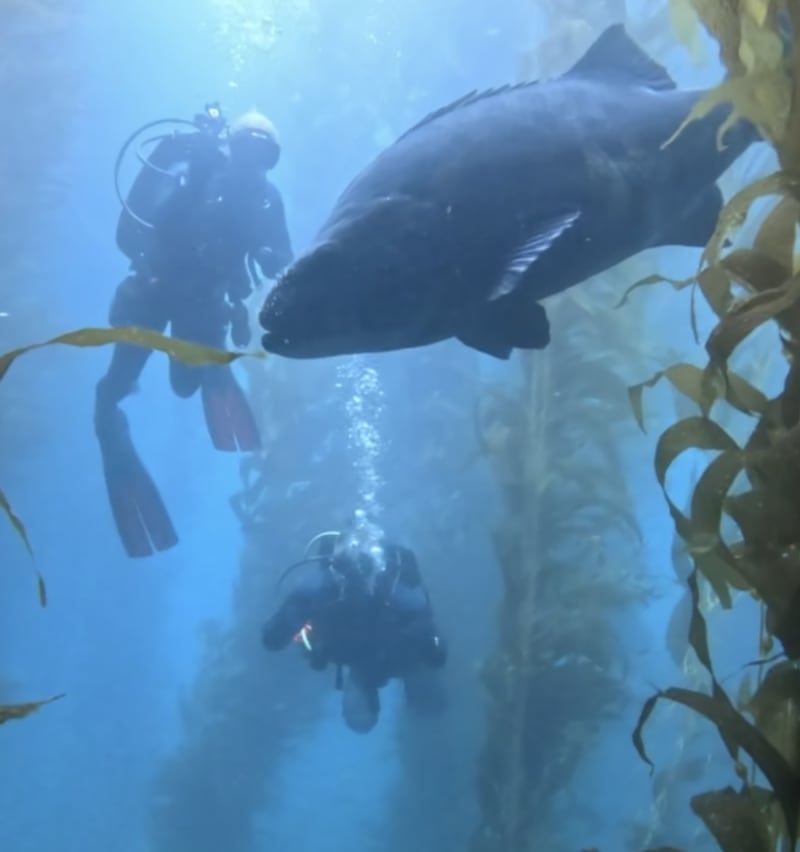 Scuba Life diving gallery — Southern California training and ocean dives (4)