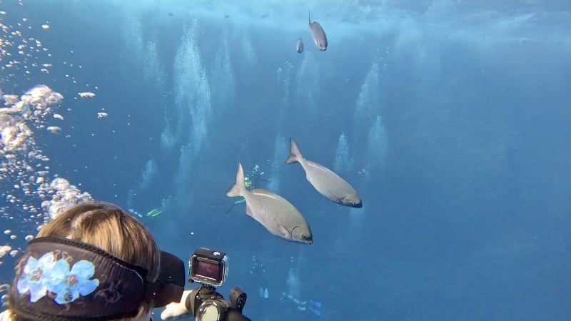 Scuba Life diving gallery — Southern California training and ocean dives (14)