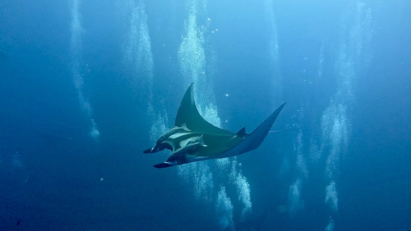 Scuba Life diving gallery — Southern California training and ocean dives (13)