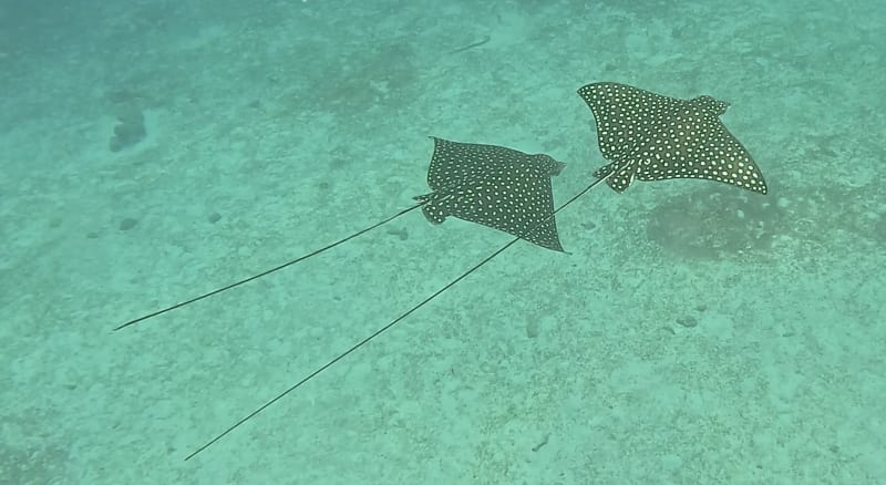 Scuba Life diving gallery — Southern California training and ocean dives (31)