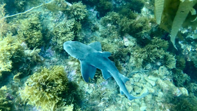 Scuba Life diving gallery — Southern California training and ocean dives (6)
