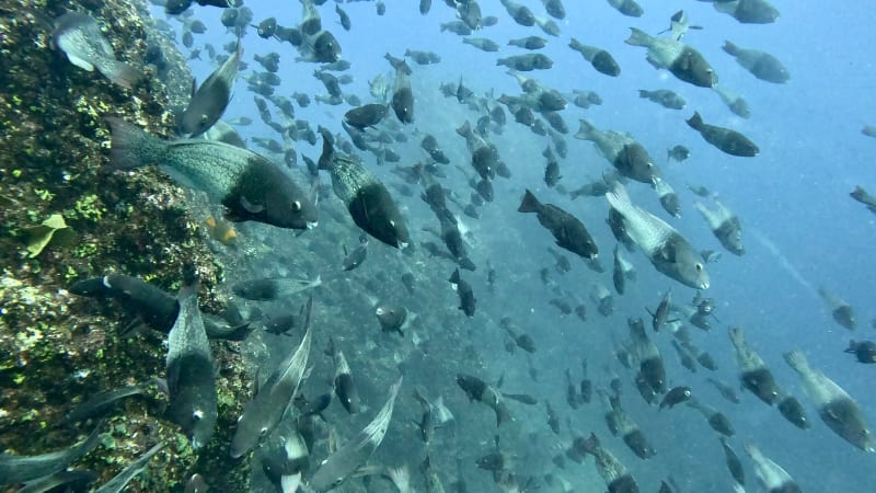 Scuba Life diving gallery — Southern California training and ocean dives (15)