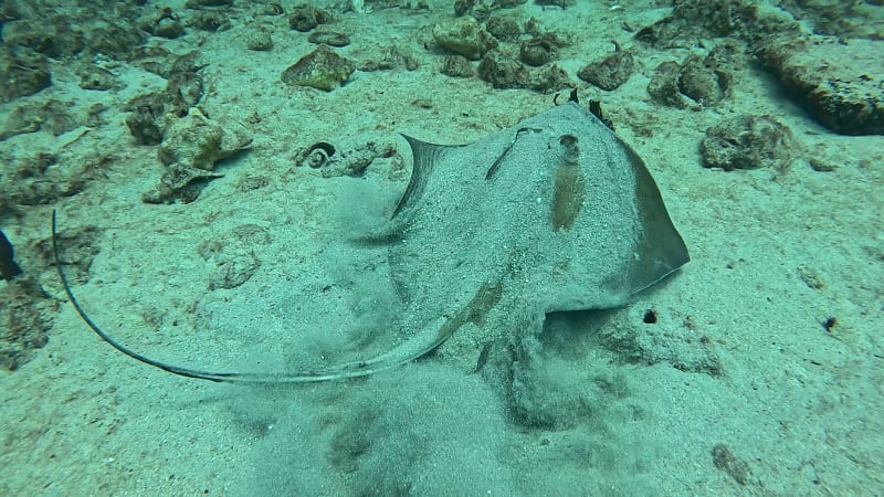Scuba Life diving gallery — Southern California training and ocean dives (29)