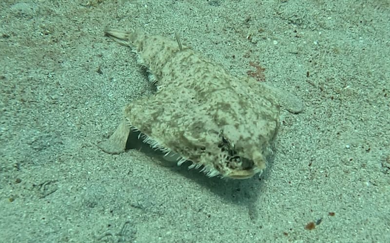 Scuba Life diving gallery — Southern California training and ocean dives (35)
