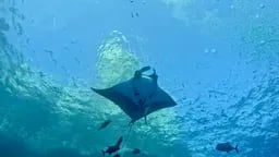 Scuba Life diving gallery — Southern California training and ocean dives (11)