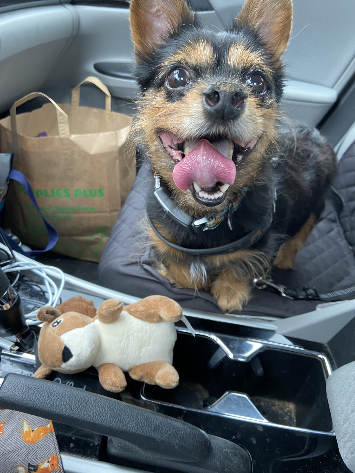 So excited for his new toy he selected himself from the pet store!