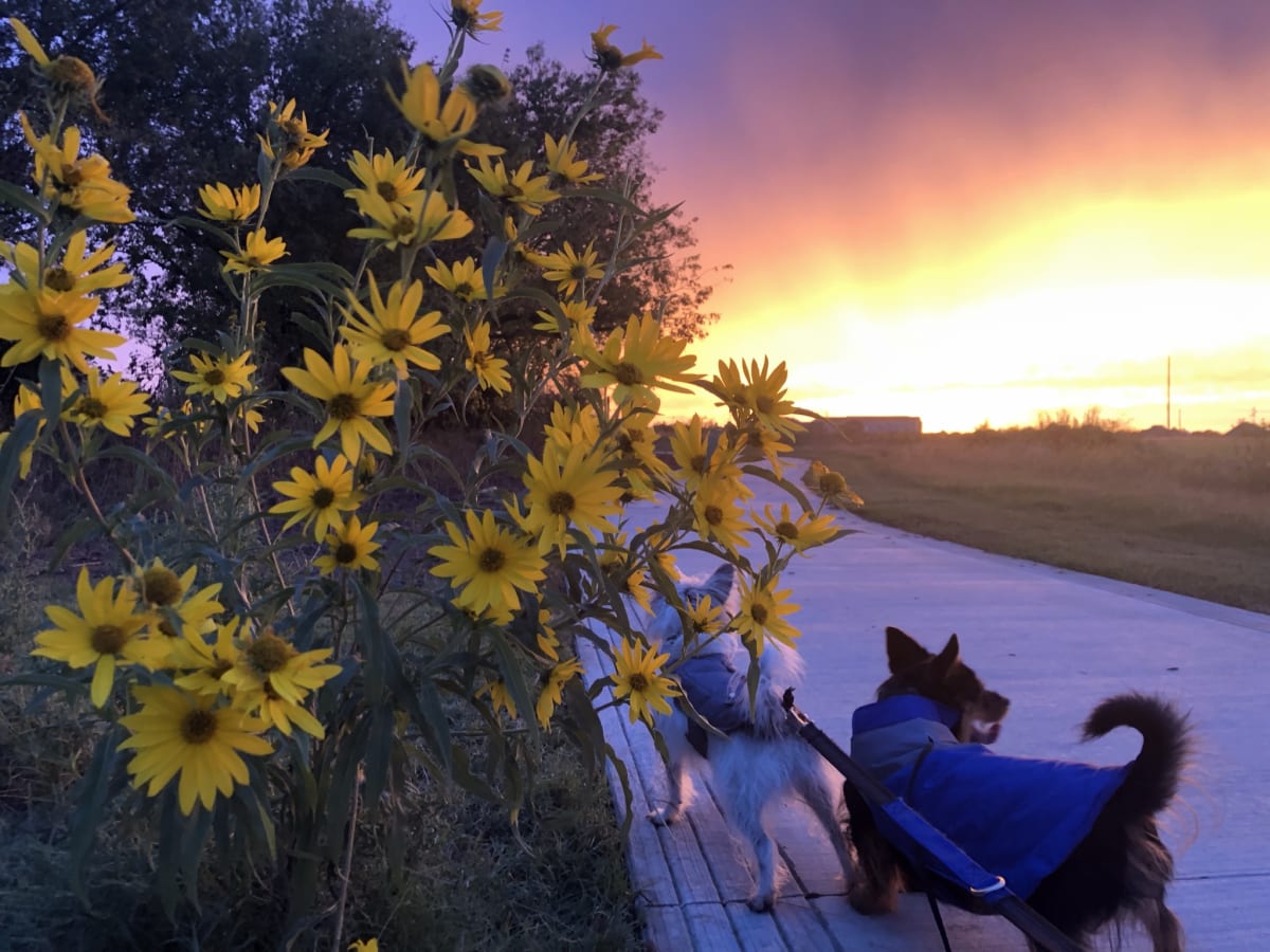 Enjoying the sunflowers and sunset on our walk