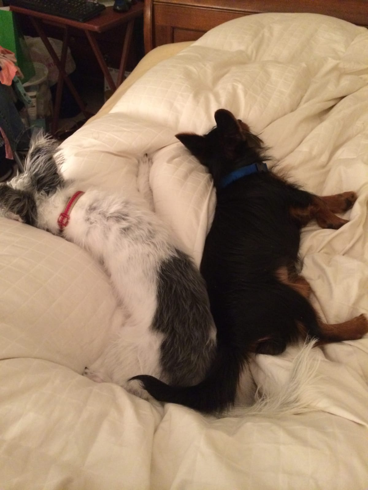 Snoozing next to my new best buddy on my gotcha day
