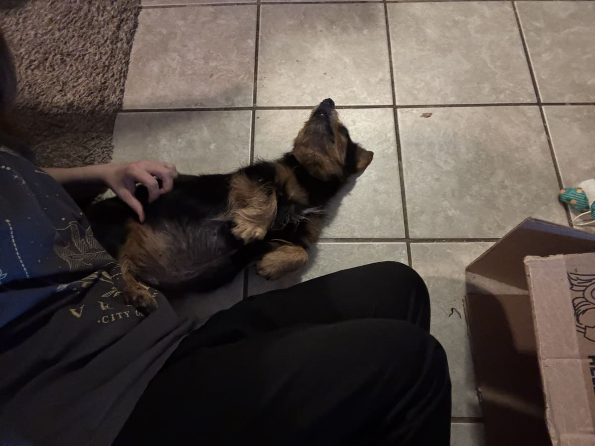 Getting belly rubs from mommy