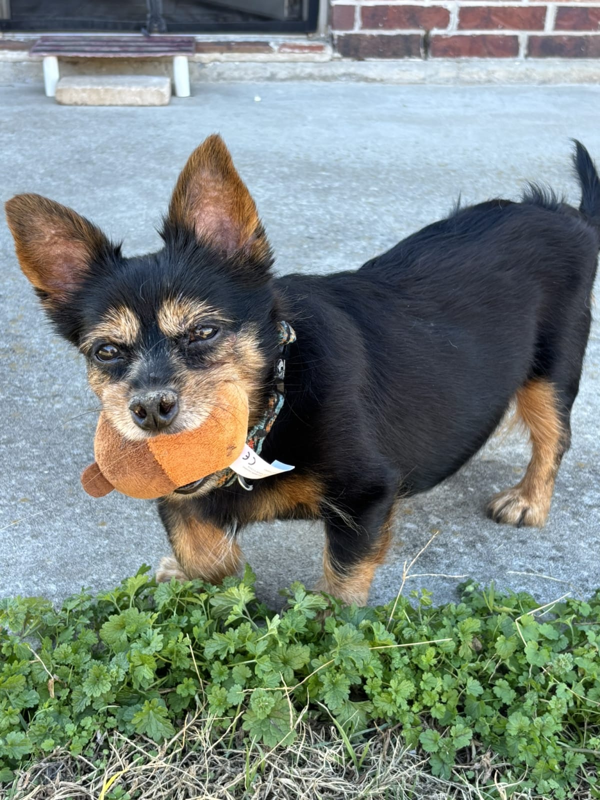 Having fun with our current favorite toy