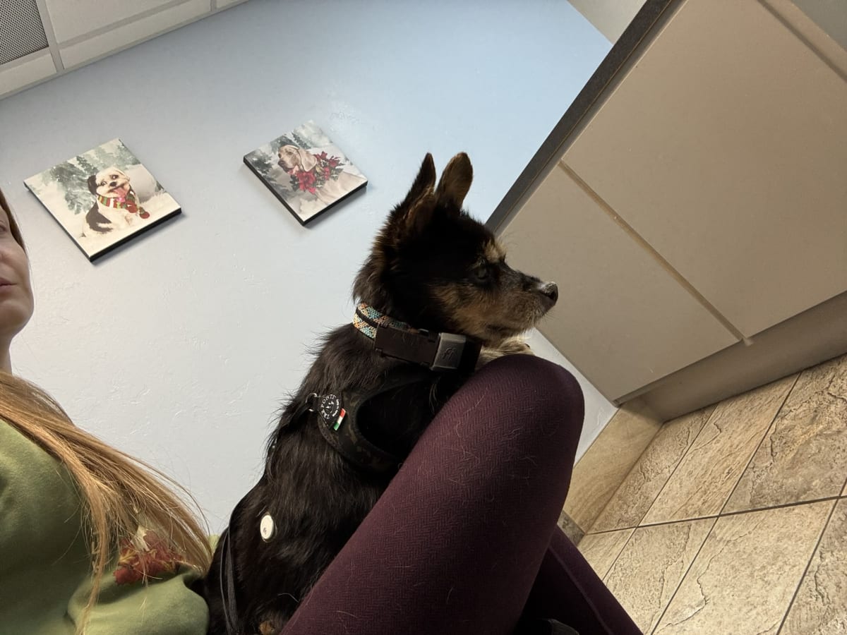 At the vet with momma! I am always the very best patient any vet could ask for.