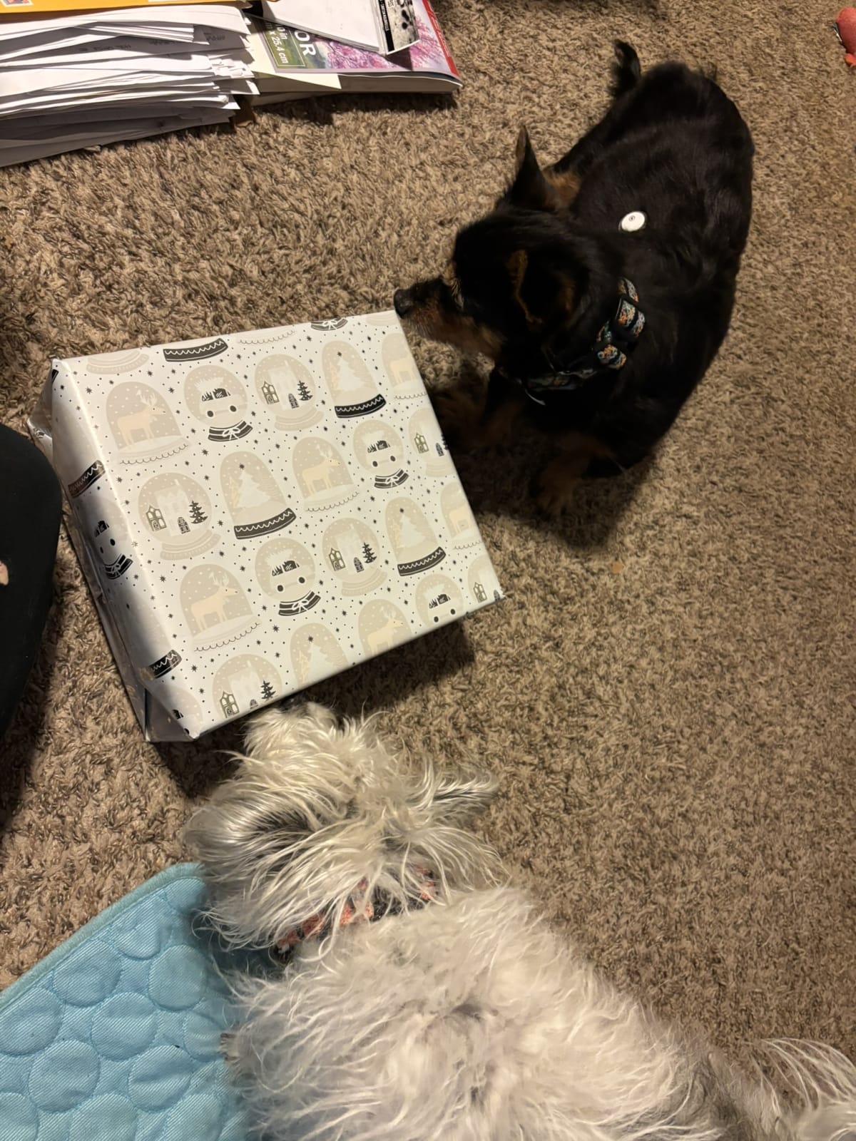 Sniffing out mommy's gift!