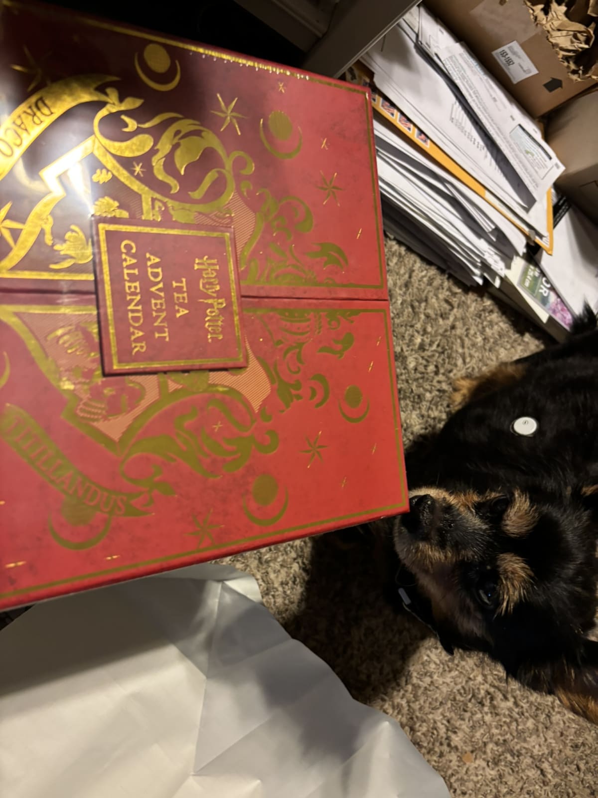 Inspecting mommy's new gift to be sure it isn't something for me!