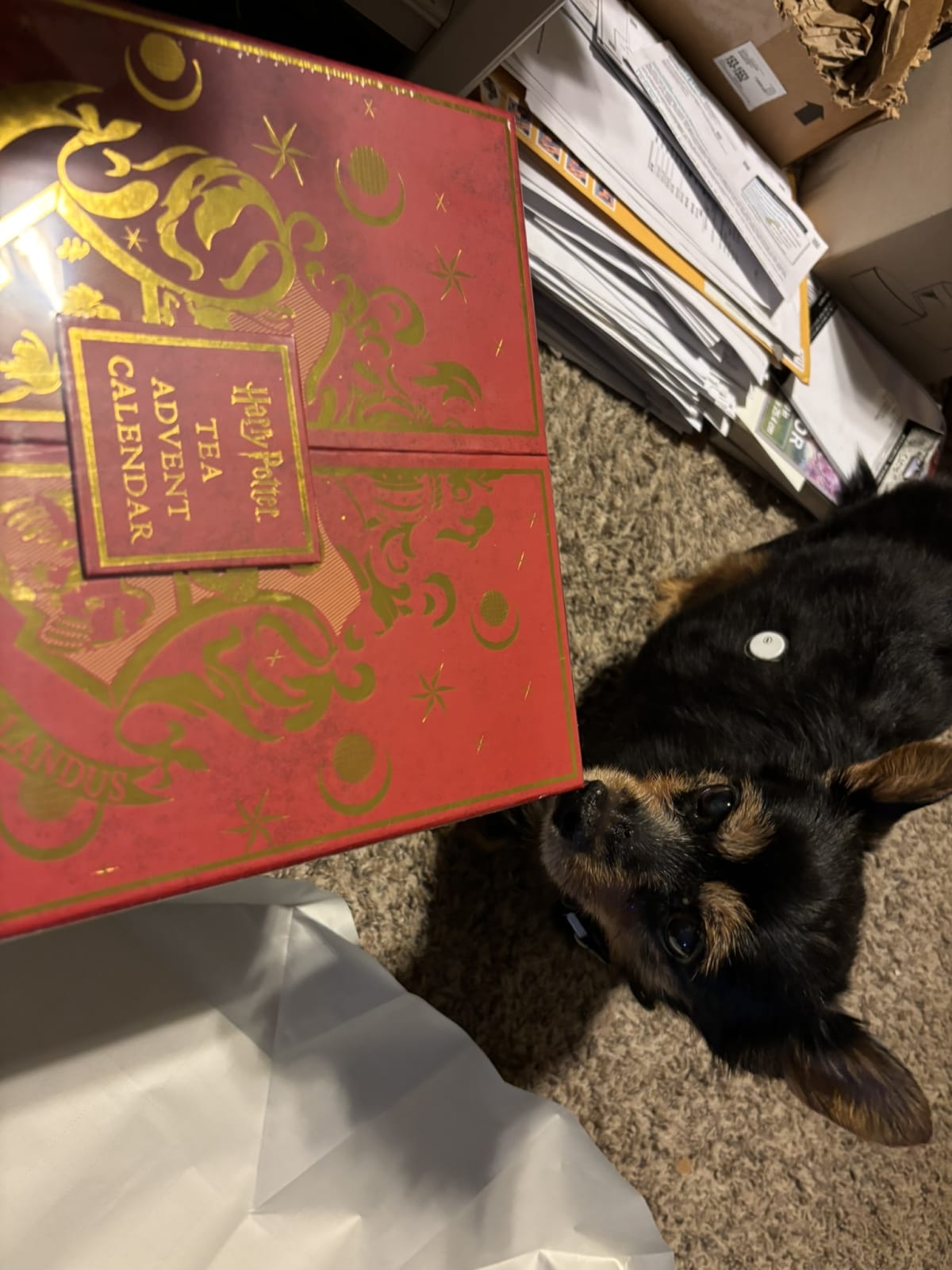 Inspecting mommy's new gift to be sure it isn't something for me!