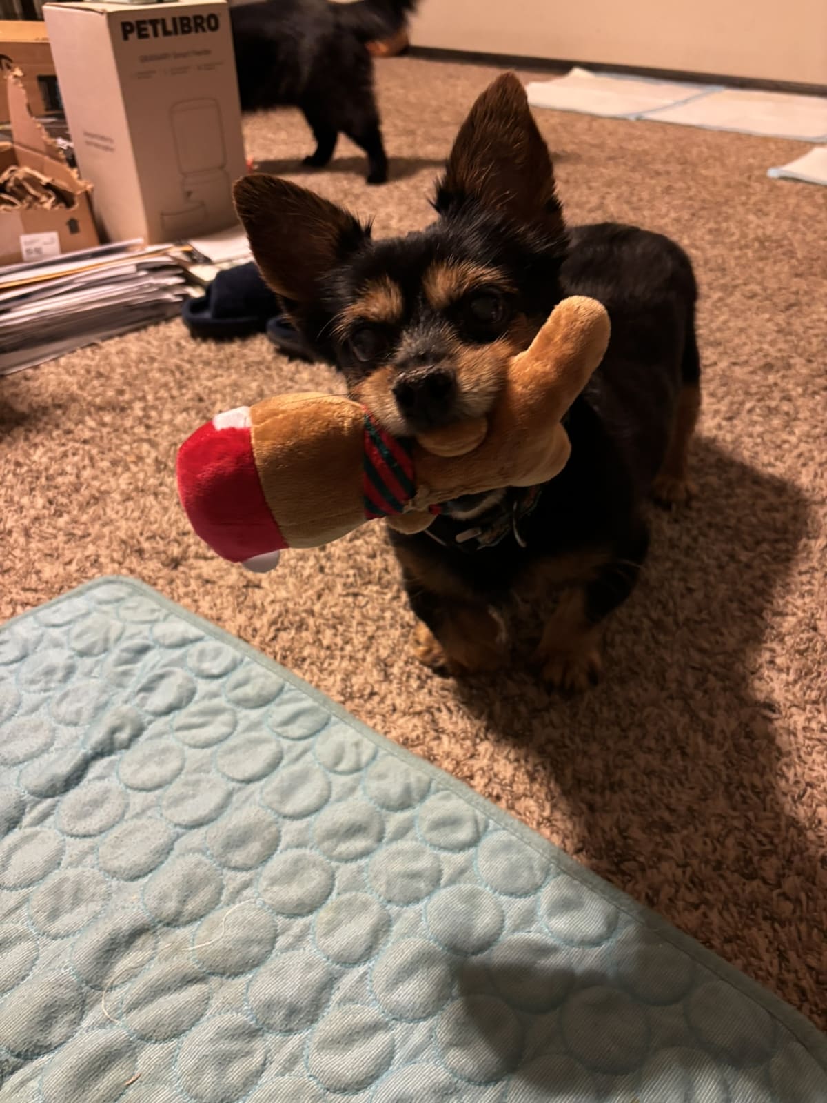 Telling mommy it's time to play keep away!