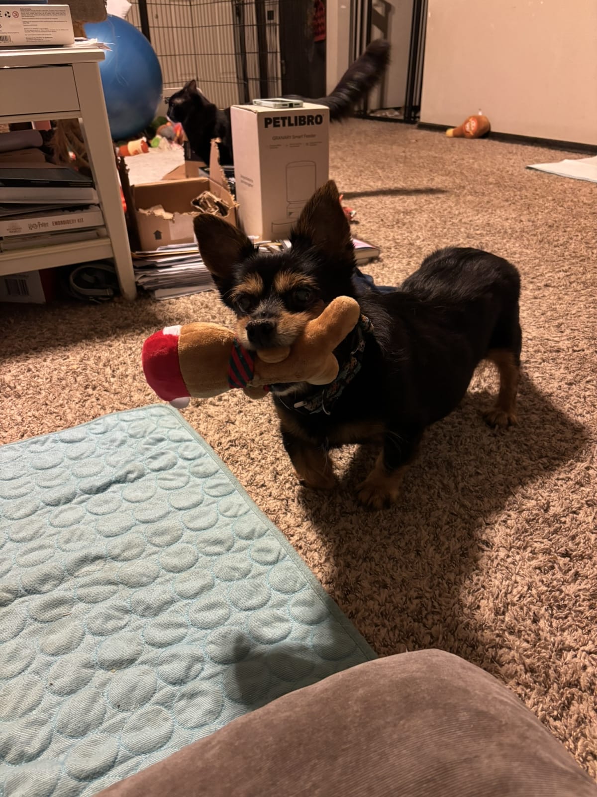 Telling mommy it's time to play keep away!