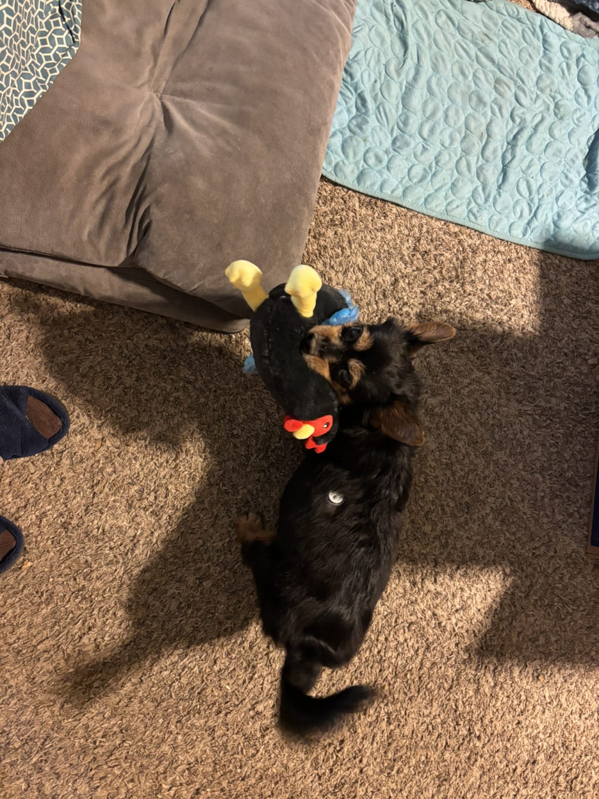 Deciding if I like this new toy or not!