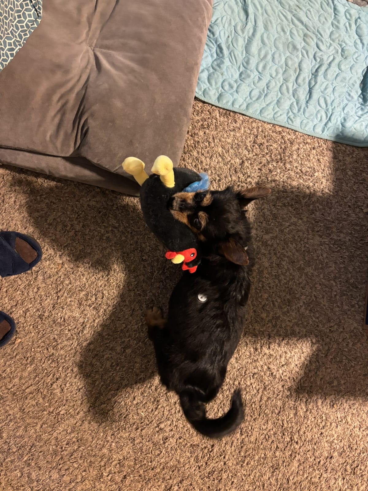 Deciding if I like this new toy or not!