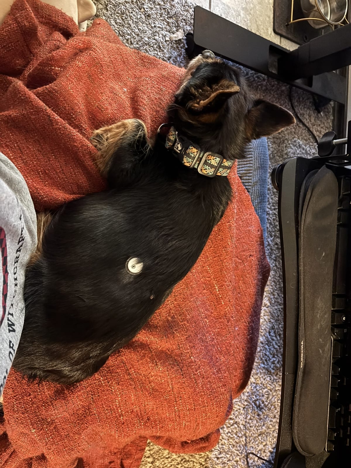 Snuggled up with momma while she works!