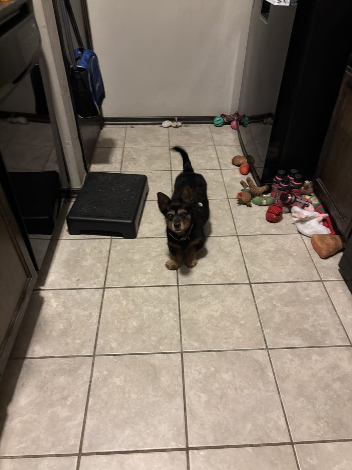 Waiting ever so patiently for momma to give me those after breakfast treats!