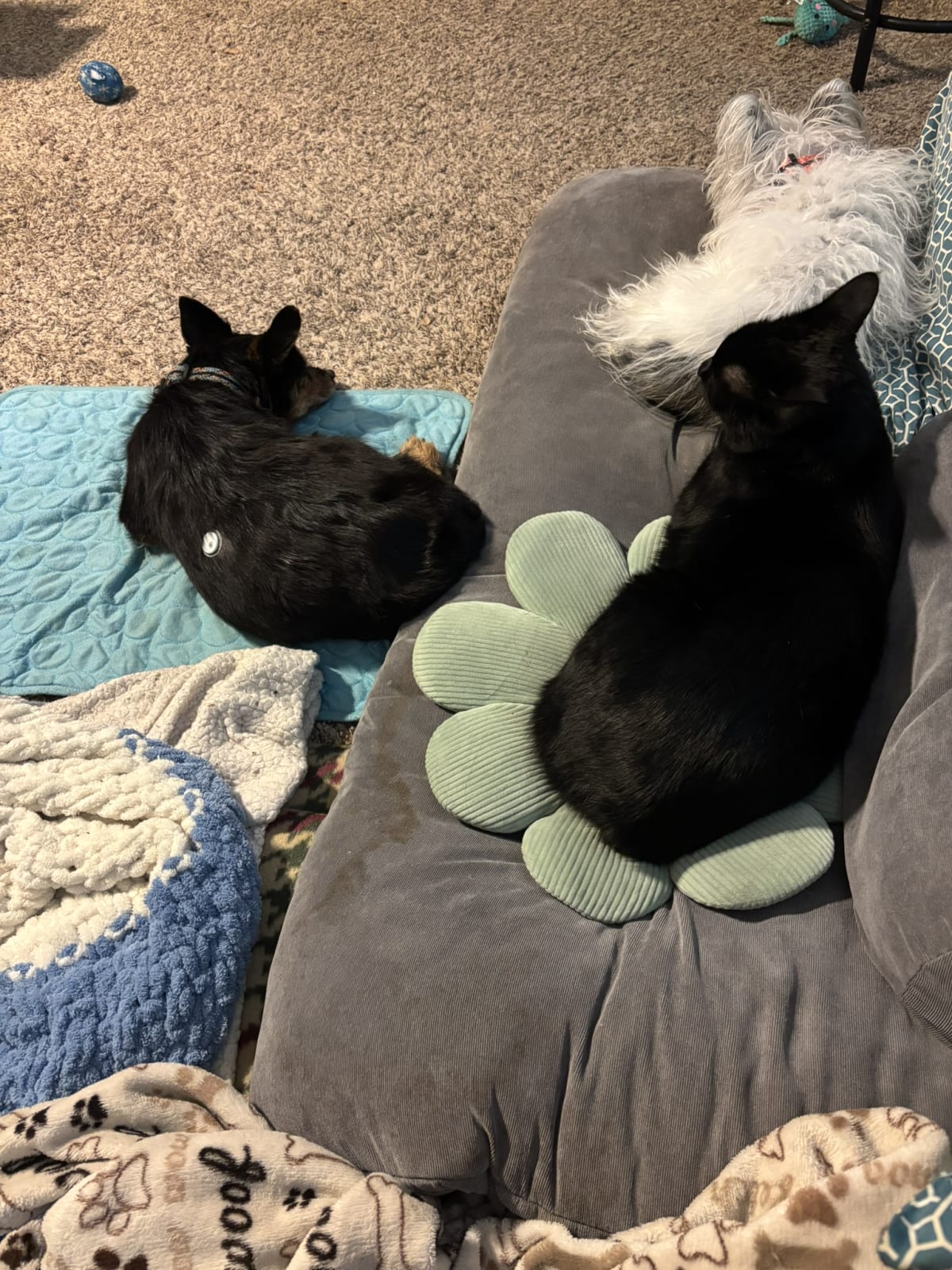 Snoozing close to momma while she works