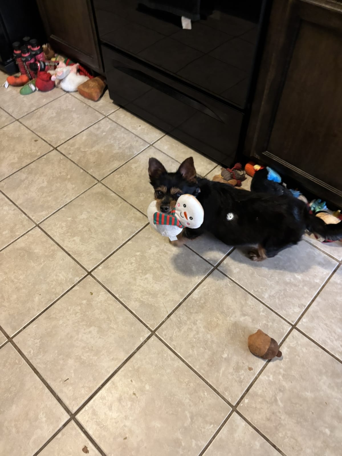 Proudly carrying around my current favorite new toy