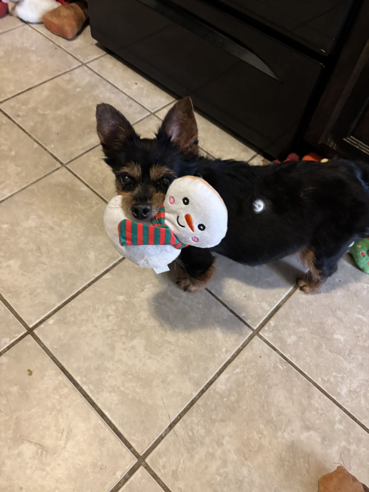 Proudly carrying around my current favorite new toy