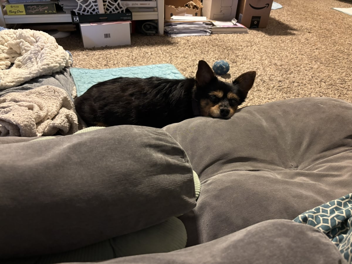 Keeping a close eye on momma in case she heads towards the treats