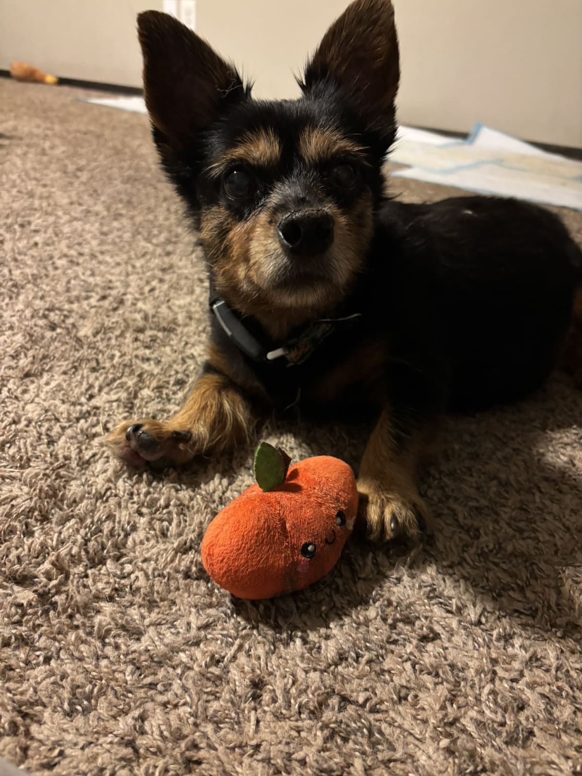 Asking mom to play with me! I love my perfectly me sized toys!