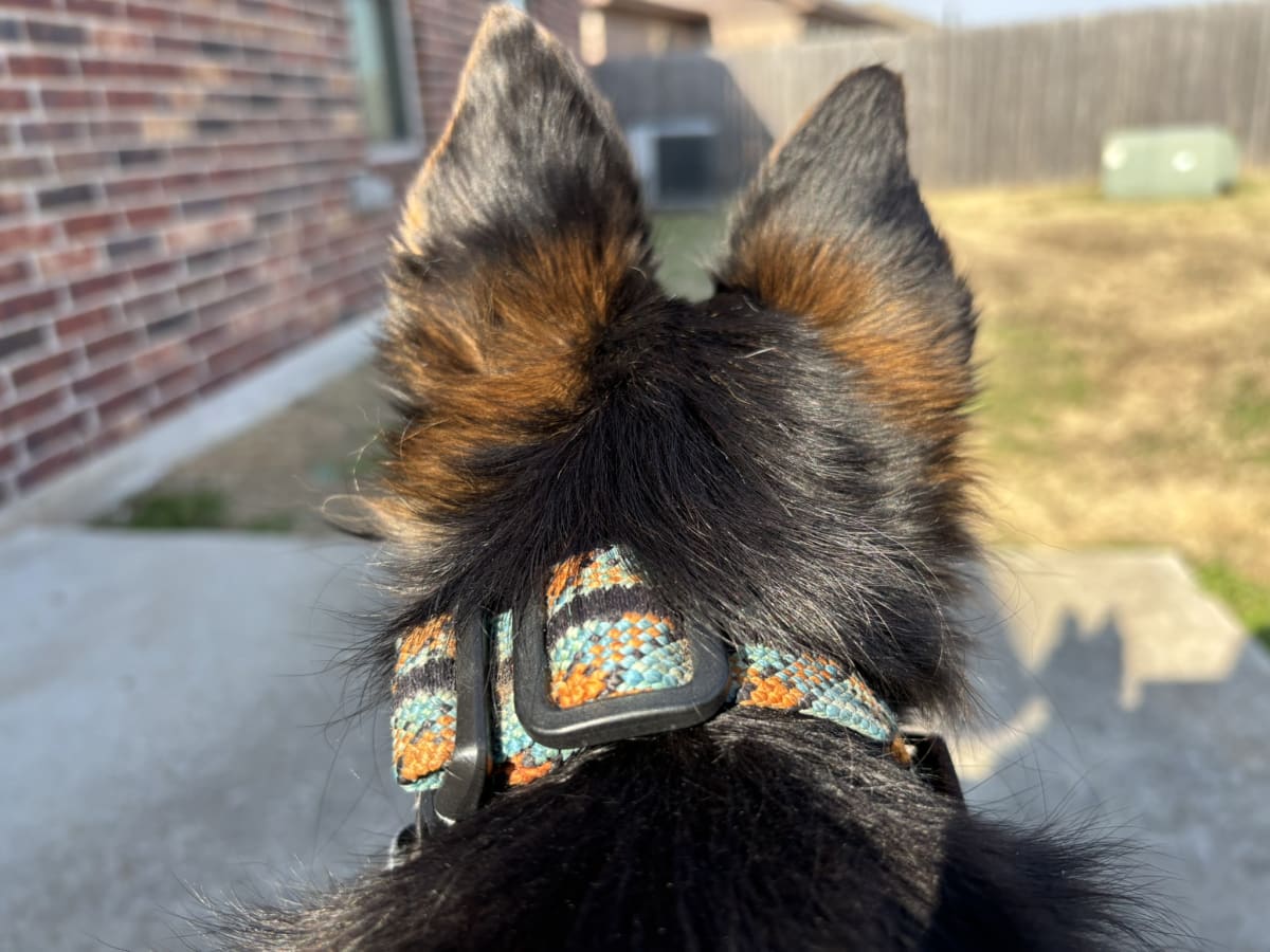 Watching over my territory with mommy