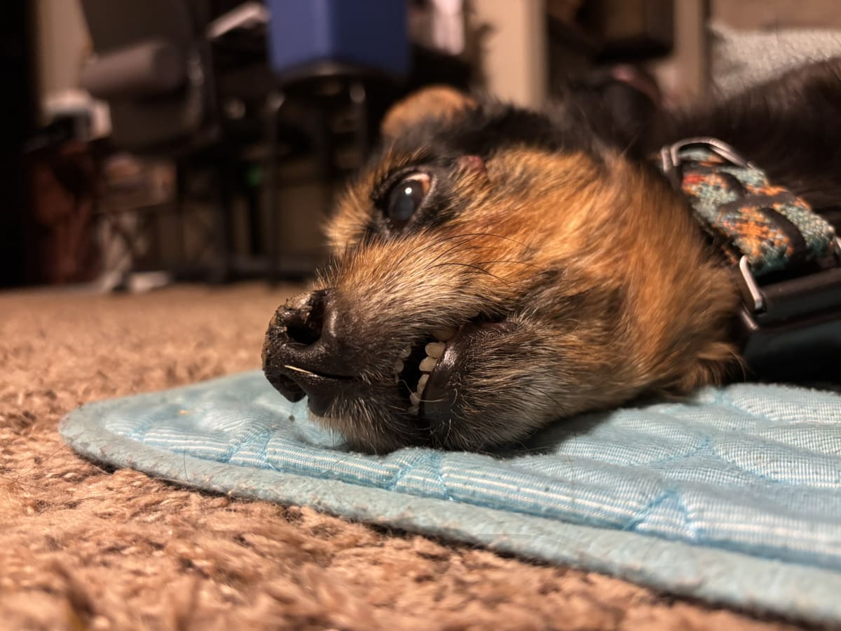 Mom thinking I'm way too cute and taking too many close ups!