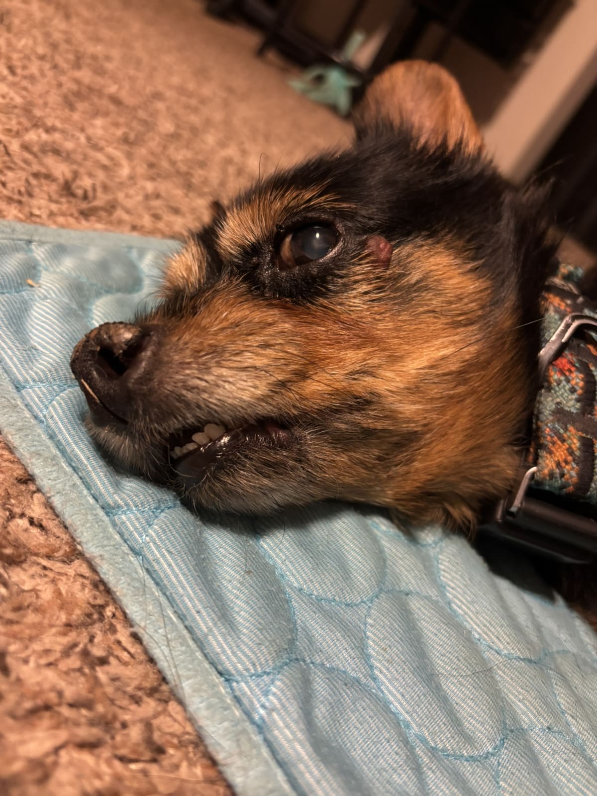 Mom thinking I'm way too cute and taking too many close ups!