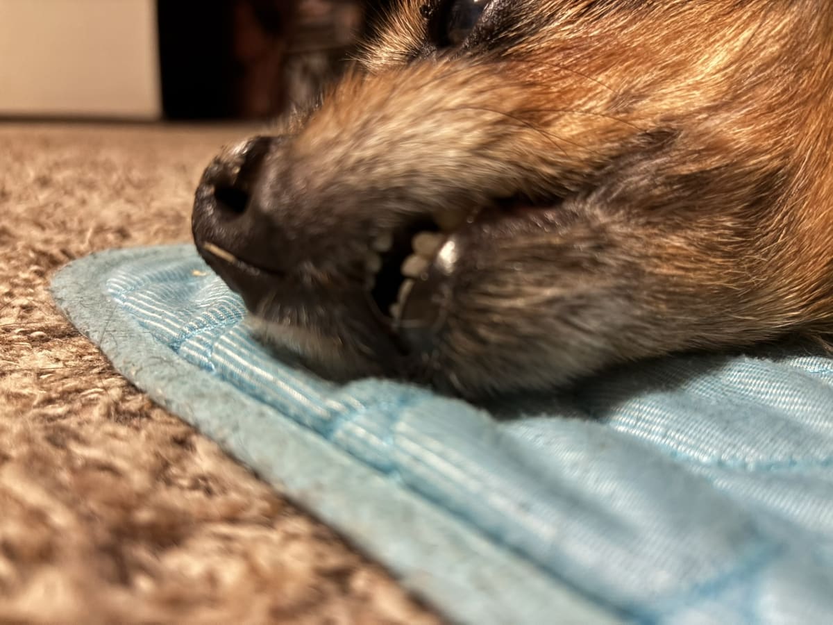 Mom thinking I'm way too cute and taking too many close ups!