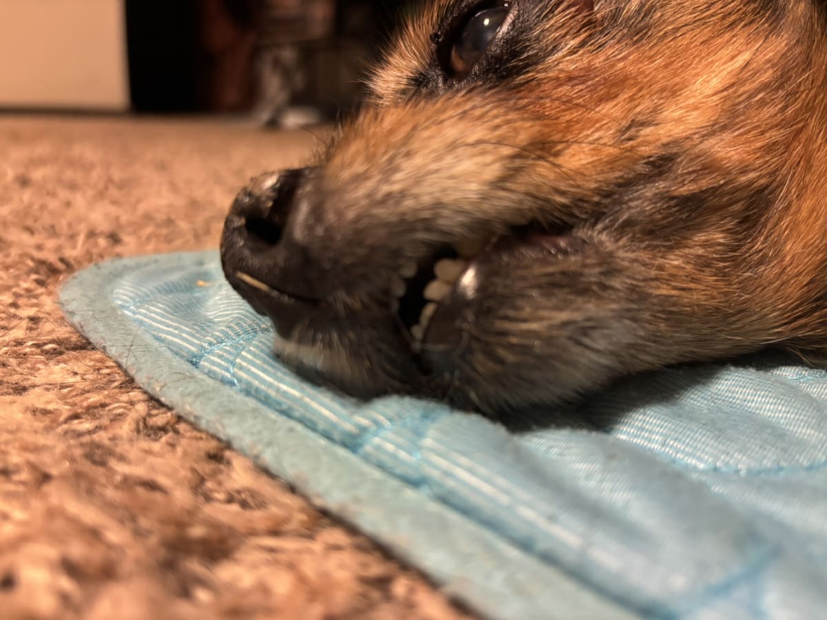 Mom thinking I'm way too cute and taking too many close ups!
