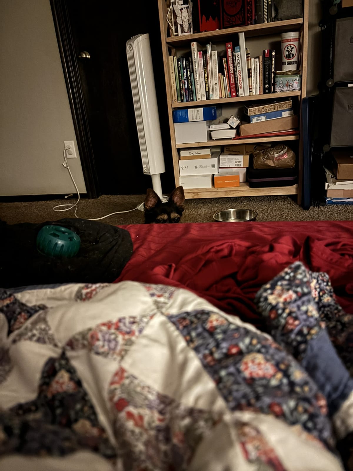 Waiting for mommy to feel my gaze and take me for a late night snack