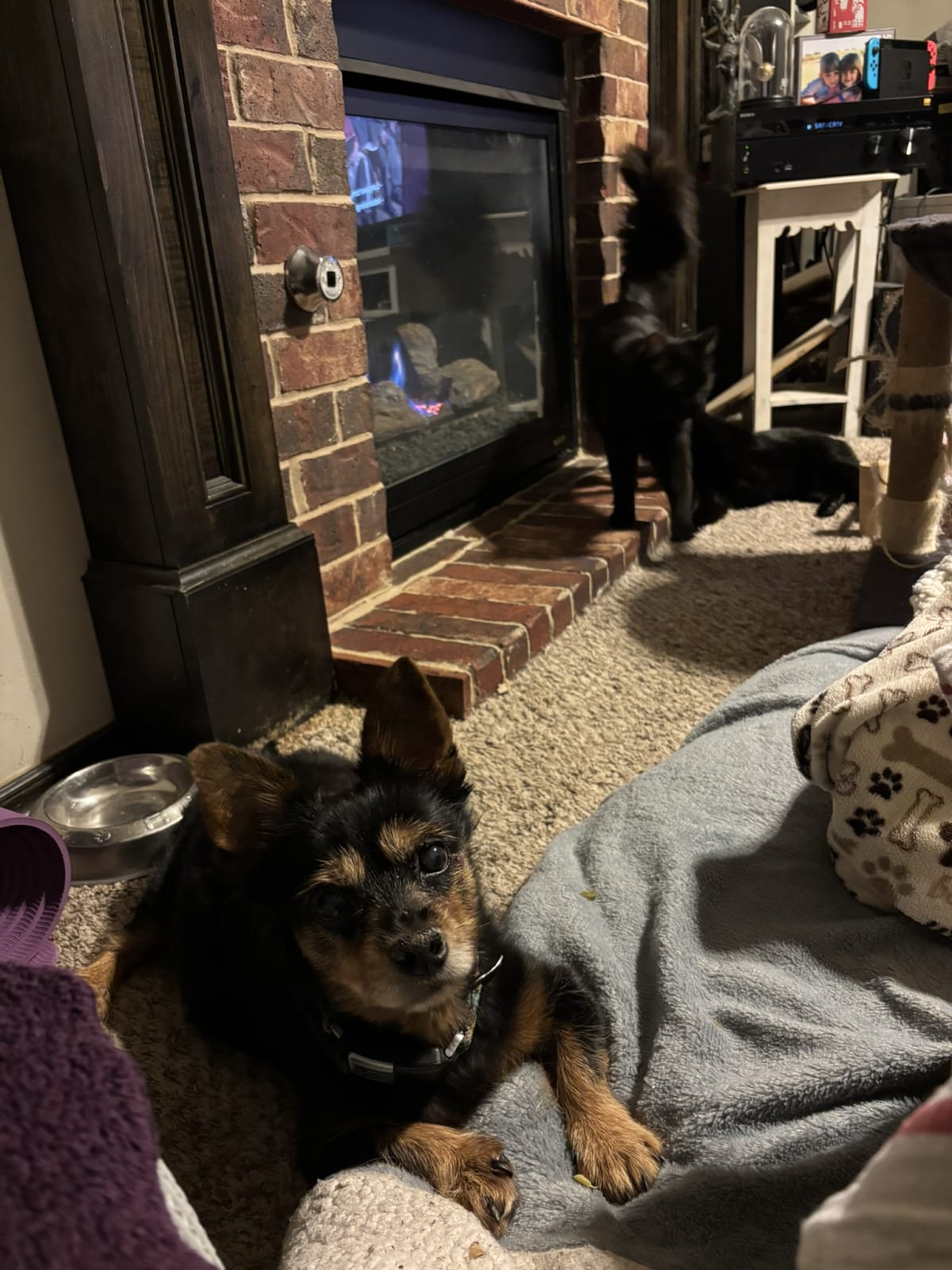 Assuming my spot for green beans while momma eats dinner
